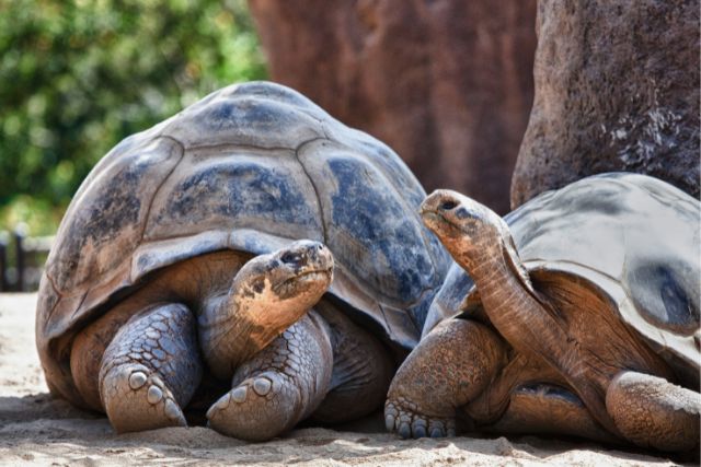 Galapagos Turtles