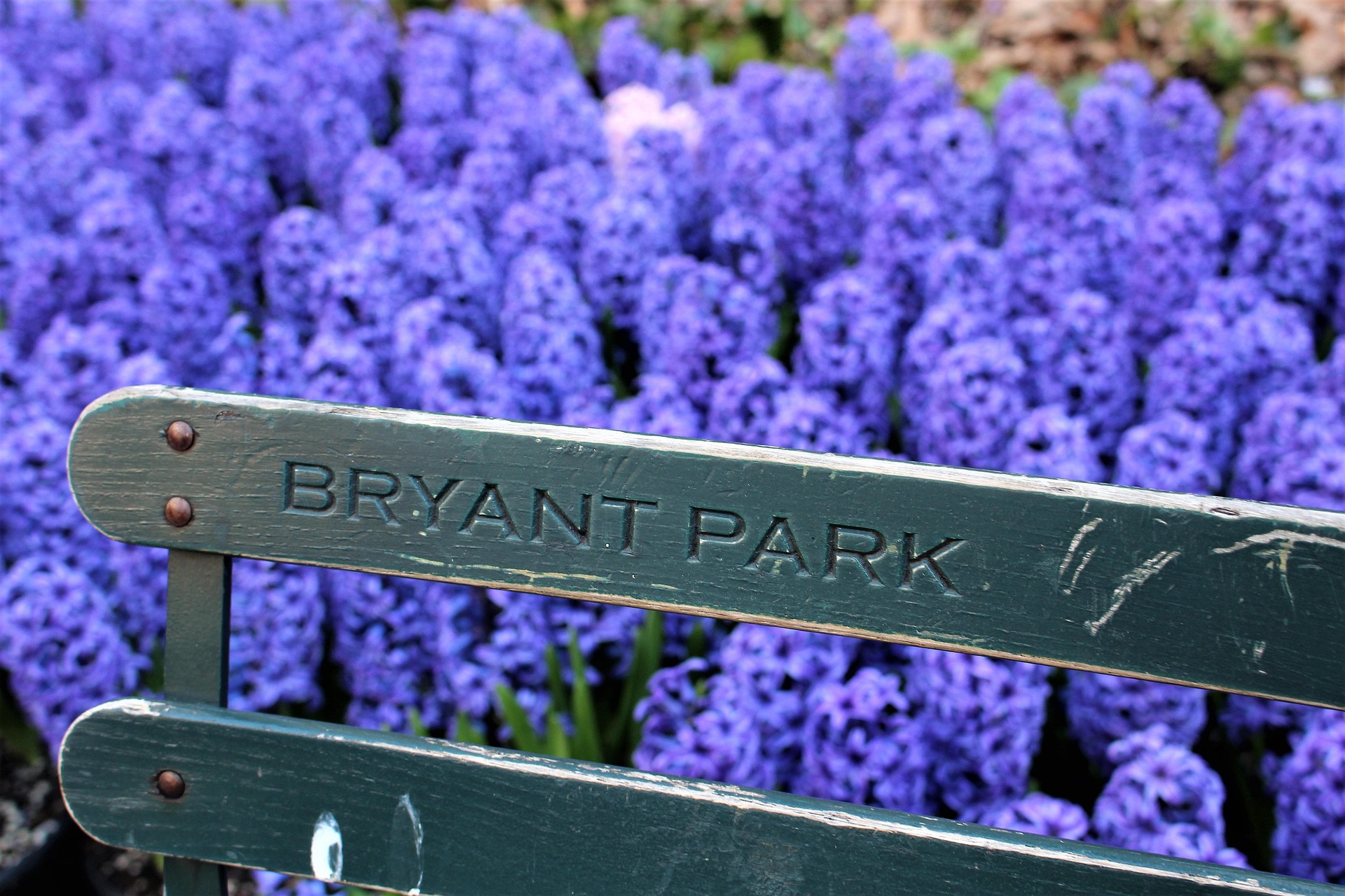 Spring flowers in New York City